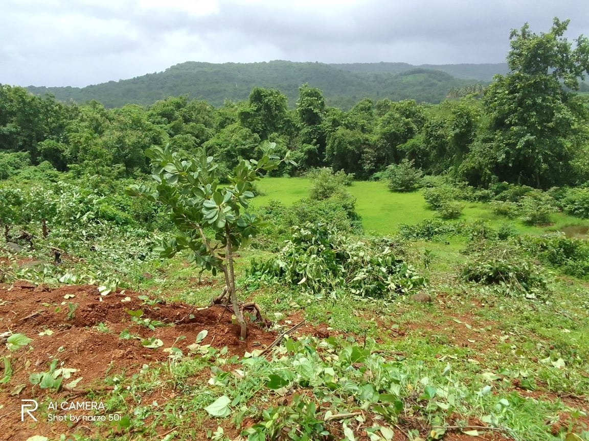 काजू लागवड