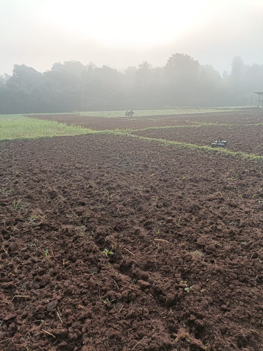 गावातील शेती